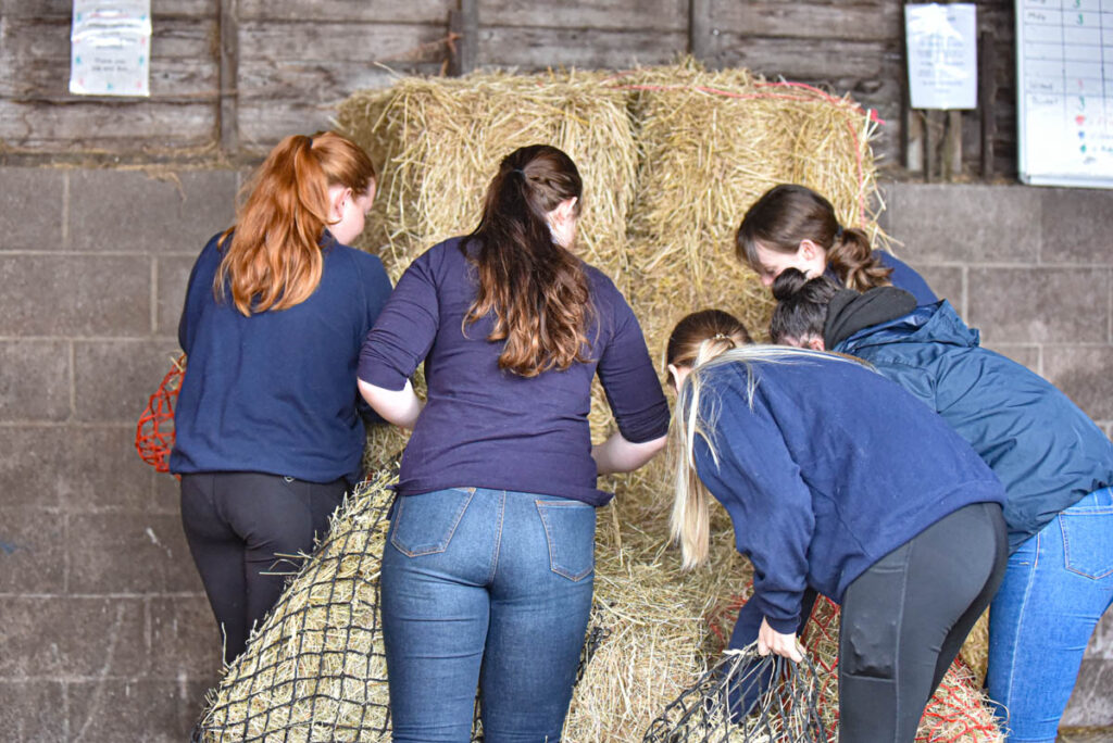 Five female students gathering hay for the nets at Walford College
