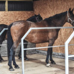 A shot of two horses in a stable at Walford College