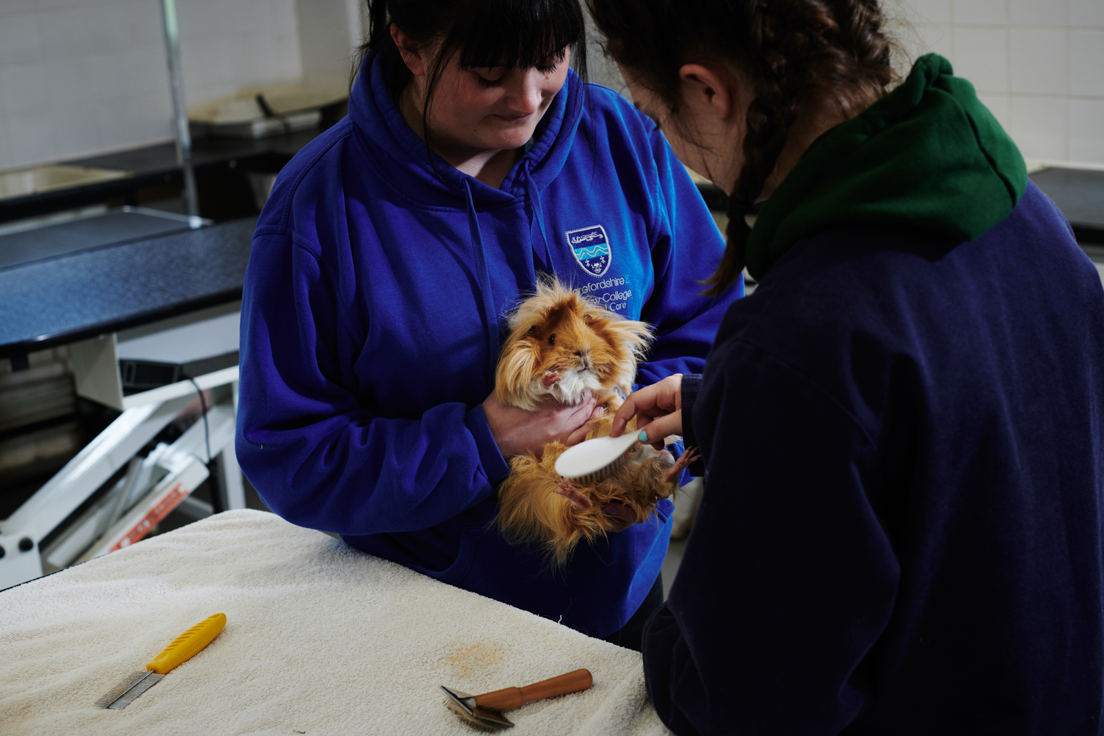 a student and lecturer grooming a guinea pig in the animal care class