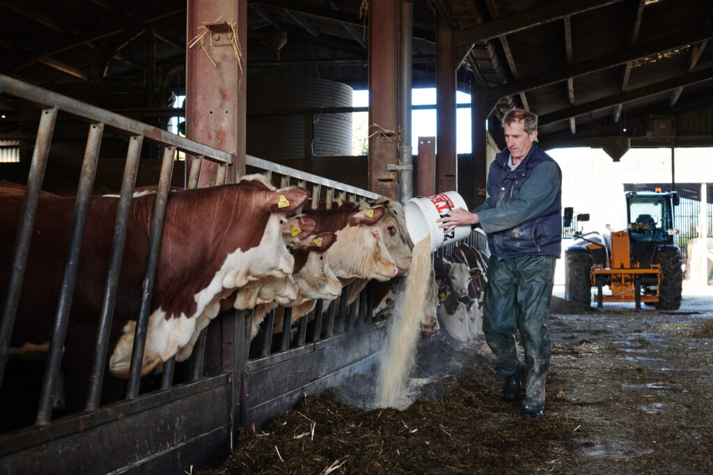 Man feeding cows in a cowshed
