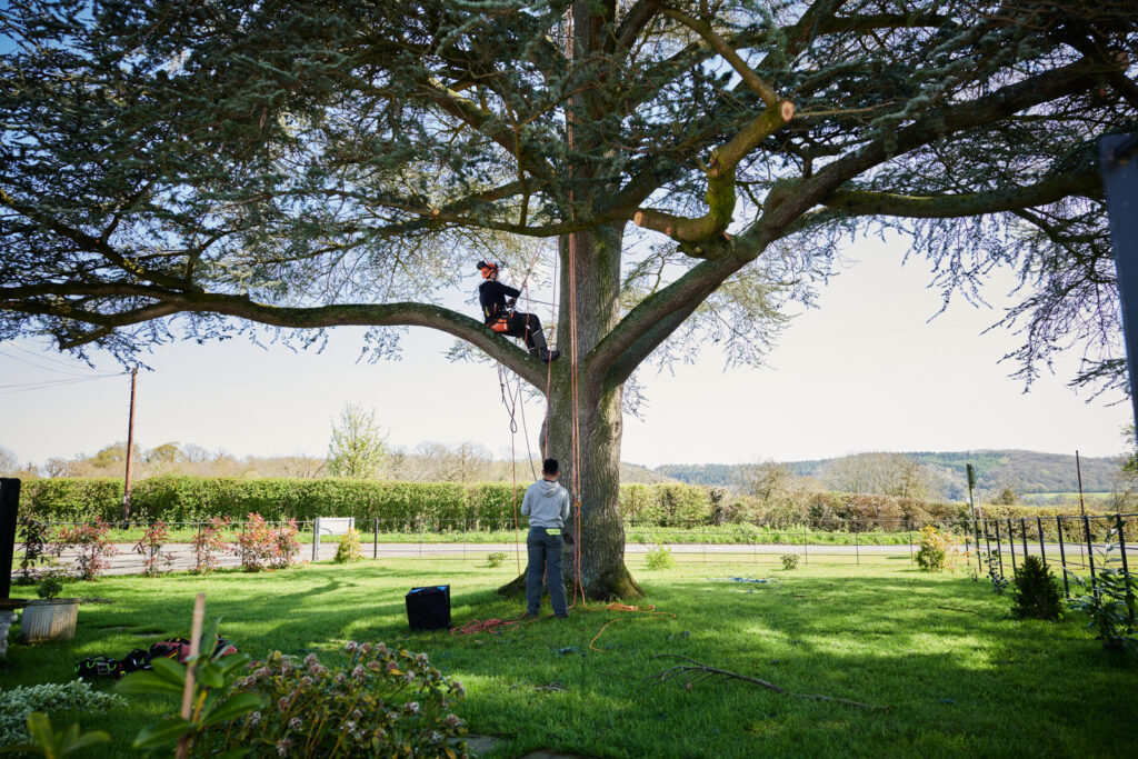 Student learning to climb trees with harness