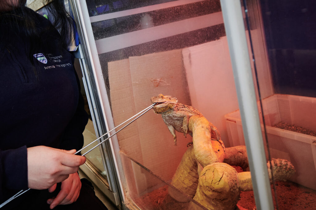 a student feeding a lizard in its enclosure