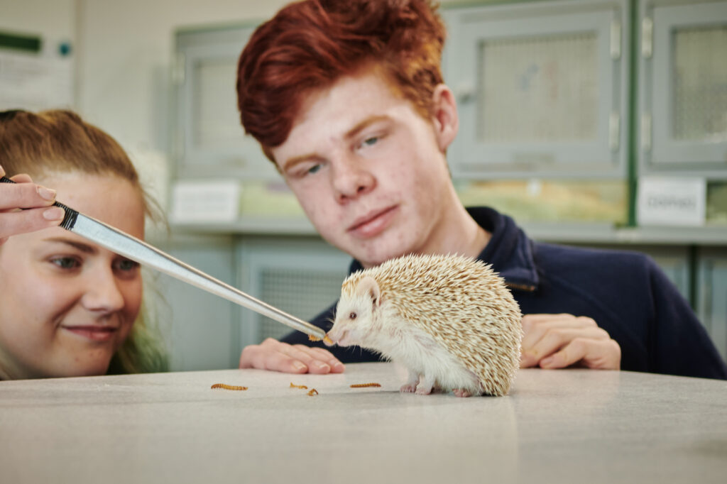 two students feeding a hedgehog in the animal care class