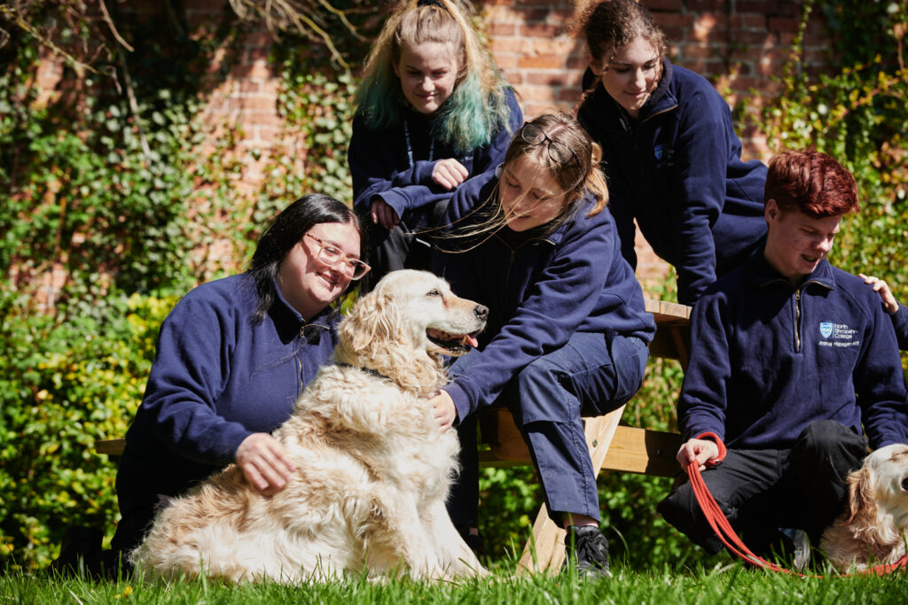 A shot of 4 female students and a male student sat with two golden retrievers outside in the sun at Walford College