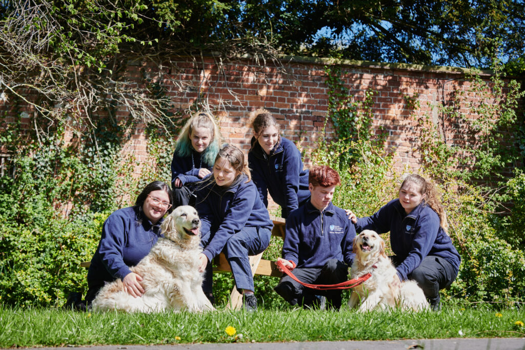a group of students with two golden retrievers stroking and playing with them