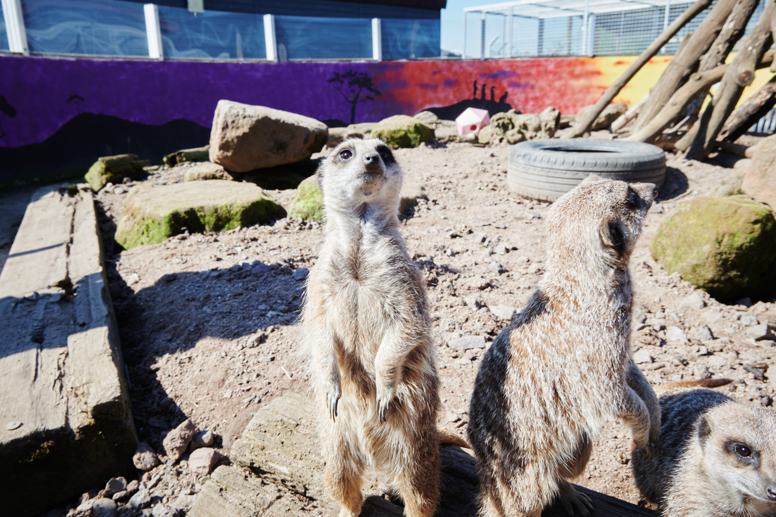 A close up shot of three meerkats in an outdoor enclosure with the sun shining at Walford College