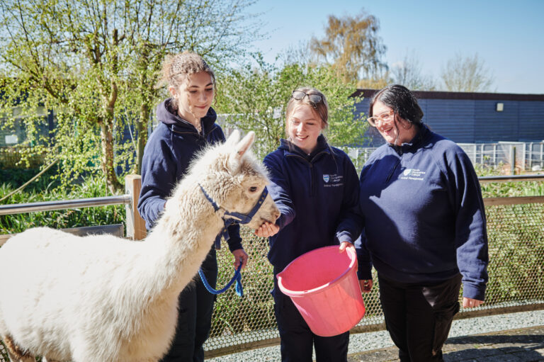 Three female students smiling and gathered around feeding an alpaca in reins by a student's hand outside at Walford College