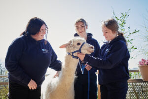 Three female students smiling and gathered around petting an alpaca in reins outside at Walford College