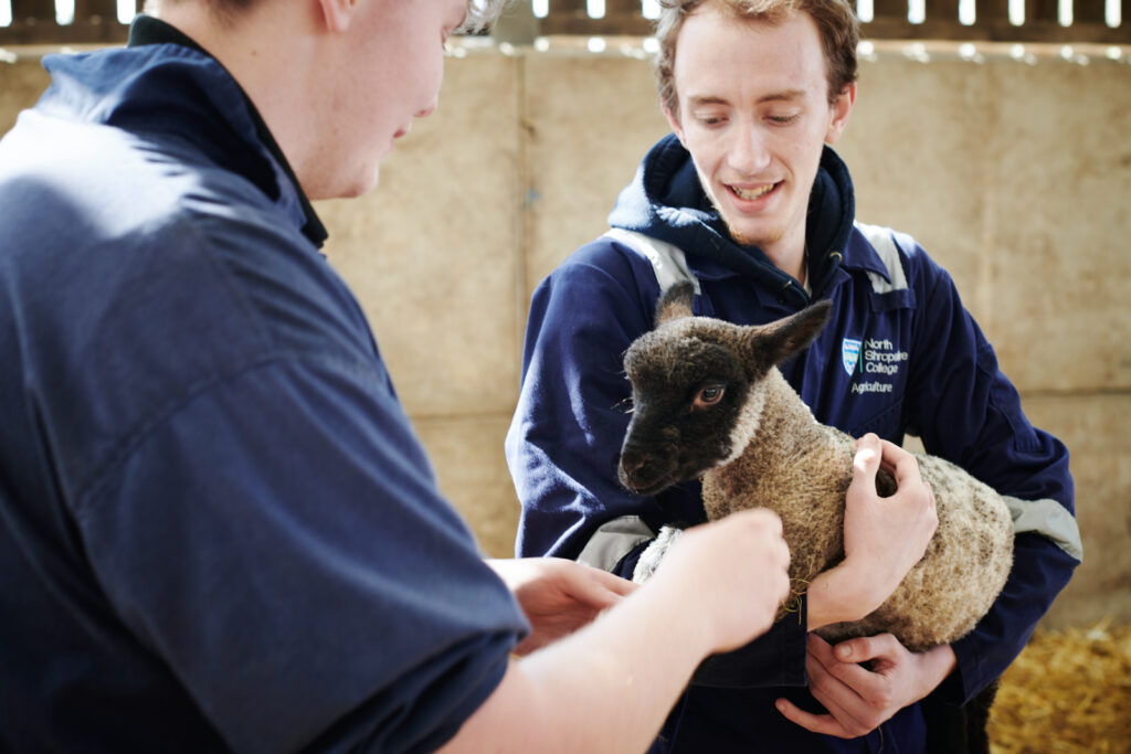 A male student smiling whilst holding a lamb and another student checks it's hooves in a barn at Walford College