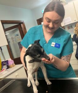 ex animal management student treats a dog as part of work experience in a vets