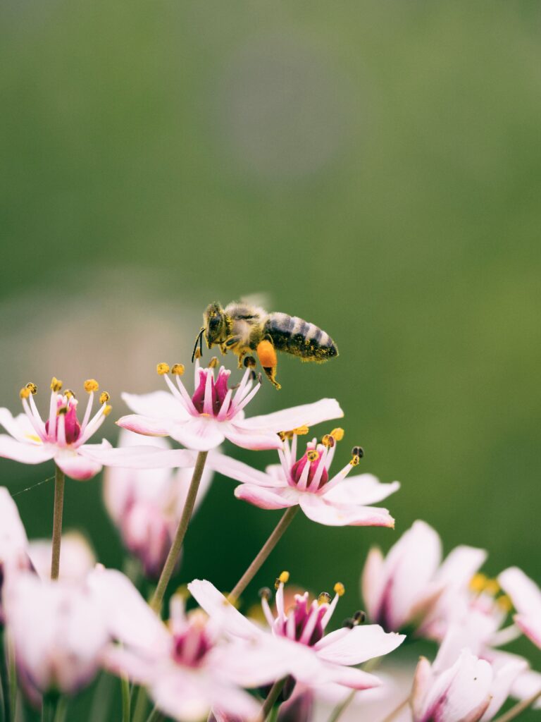 little honey bee collects pollen from a flower