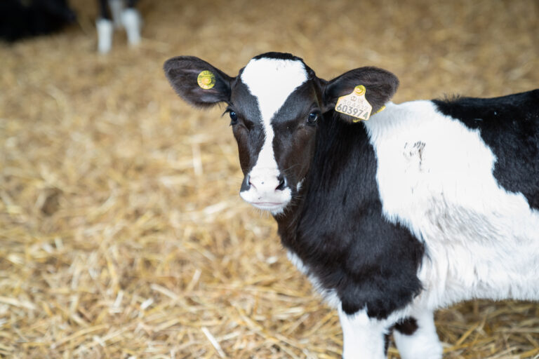 Cow at Walford College